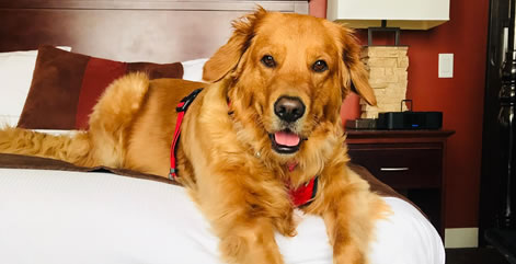 Golden retriever on a bed.