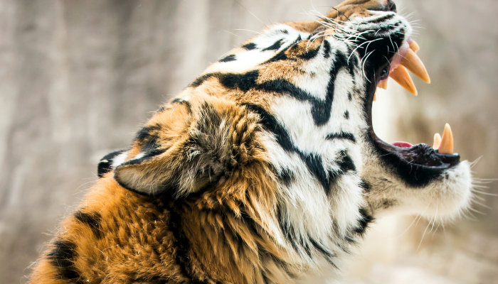 Close up of tiger's head while it's roaring.