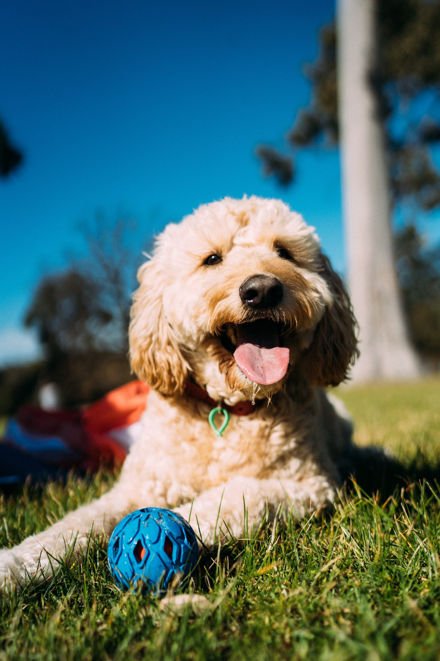 A dog lying the grass and panting with a ball at its feet.