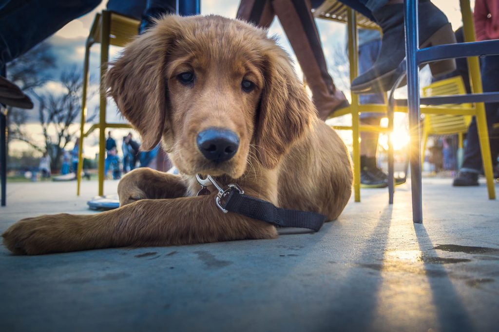 A puppy lying under a table at an outdoor restaurant.