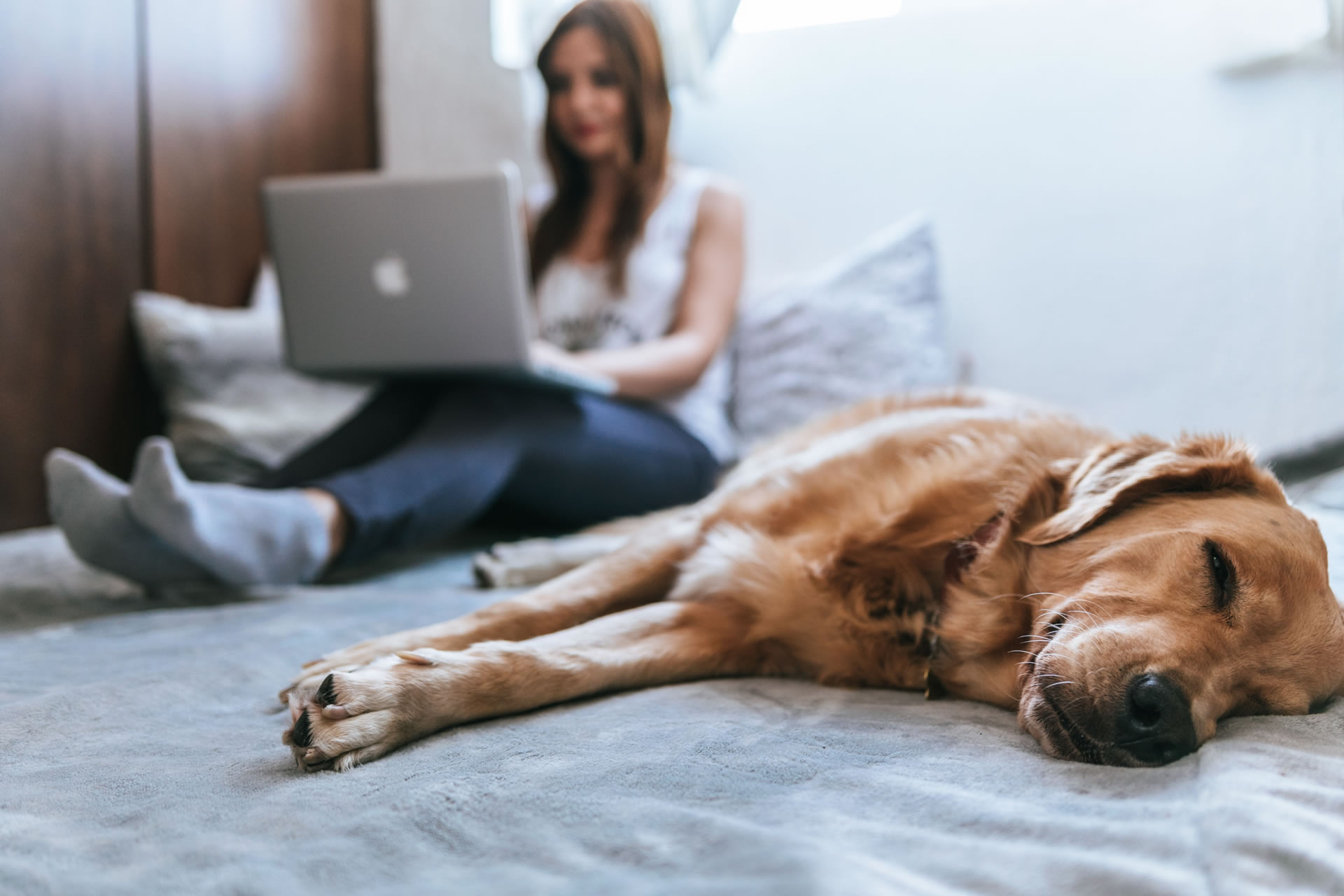 A dog lying in bed next to a woman on her laptop.