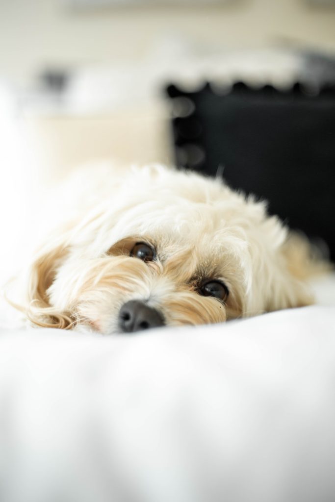 A small white dog lying on a bed, looking at the camera.