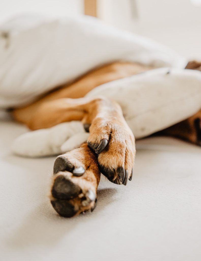 A close up of dog paws on a comfy bed.