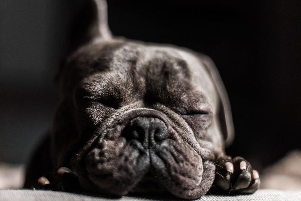 A close up of a sleeping black dog's face.