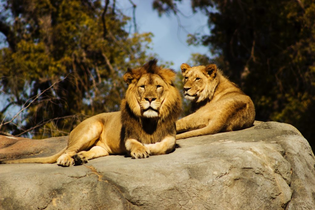 Lion and lioness laying on a rock.