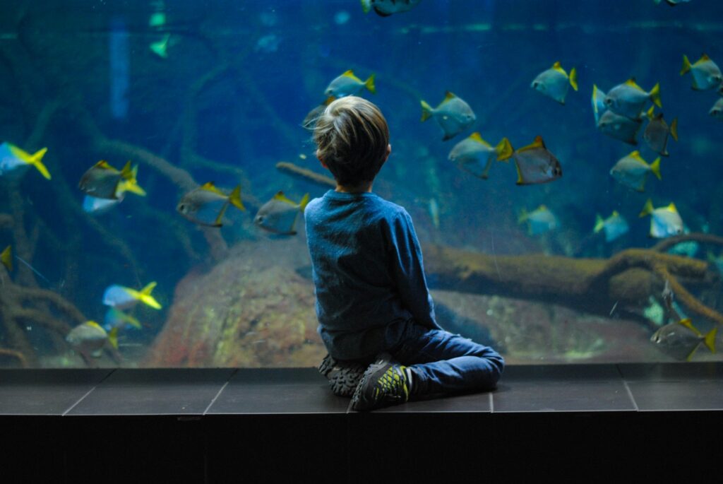 Little kid staring through the glass at an aquarium.