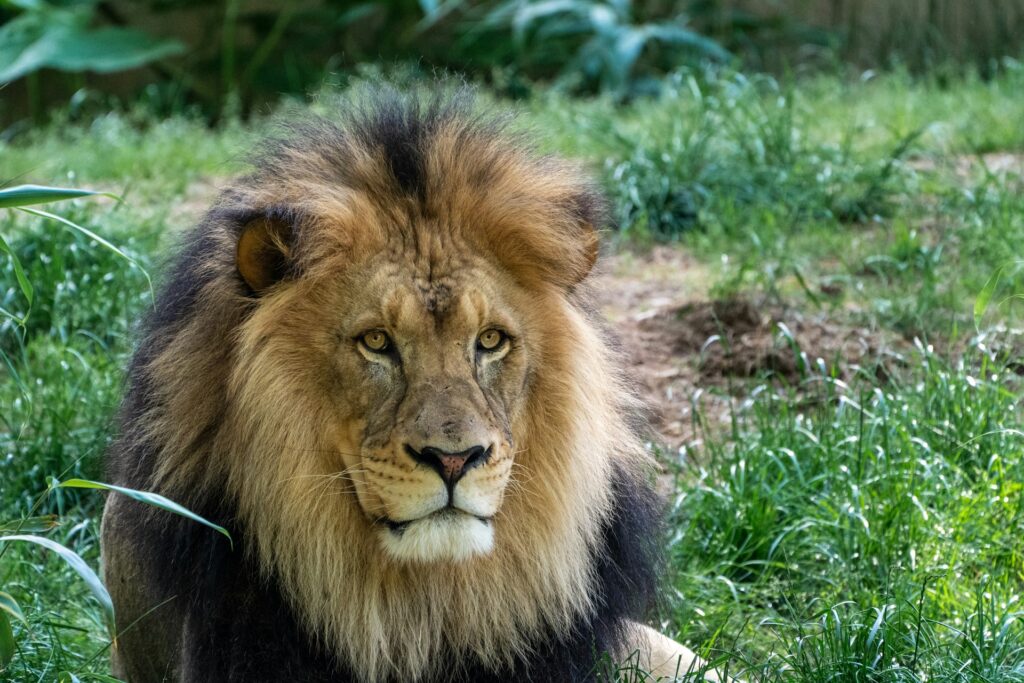 Lion lying in the grass at the zoo.