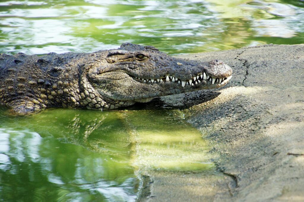 alligator