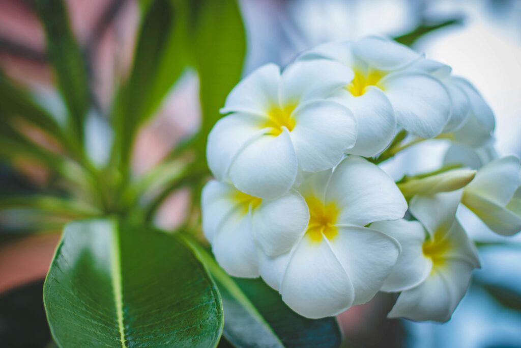 close up of white flowers
