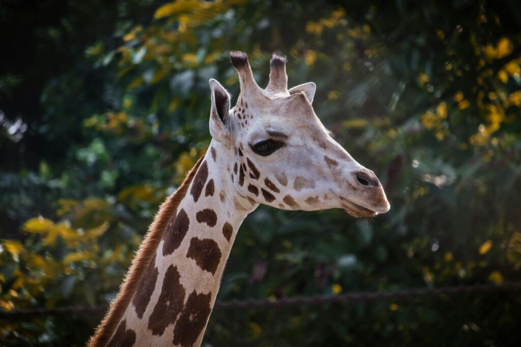 giraffe