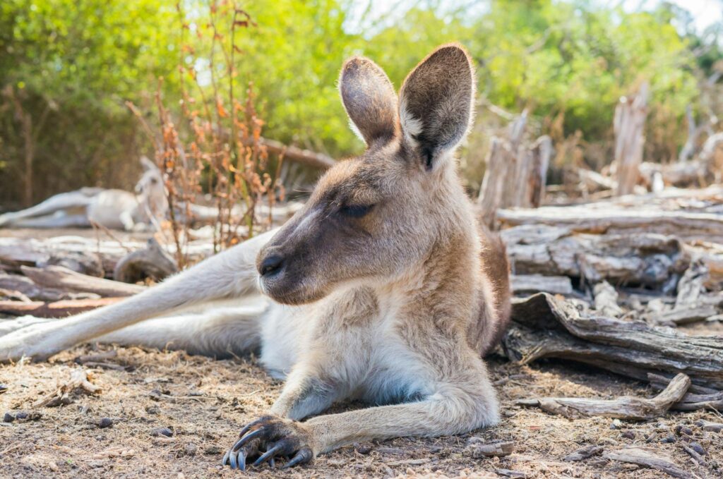 kangaroo