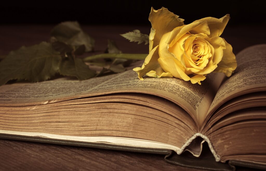 Yellow rose on an old, open book.